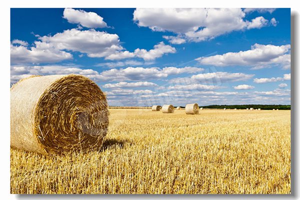 燃气锅炉接纳湿背式炉体结构有什么优势？？？？？