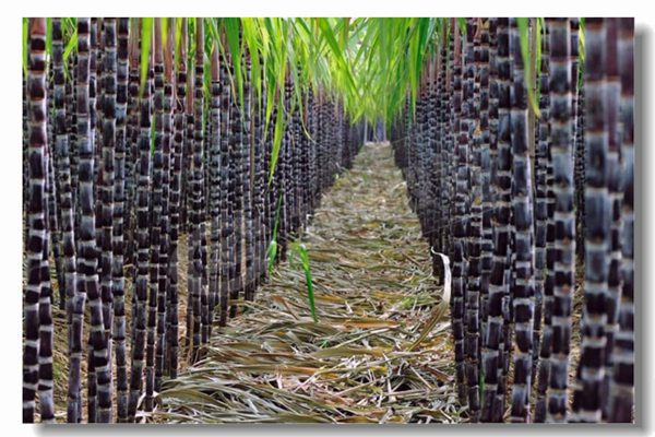 循环流化床锅炉的基本特点是什么？？？？？