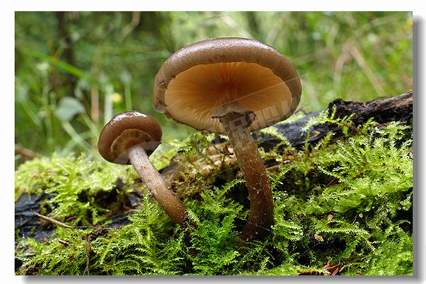 2吨天燃气热水锅炉厂商哪家性价比高？？？？？？