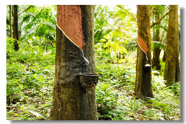 生物质颗粒锅炉几多钱？？？？？？？？